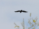 Strre skrikrn<br> Greater Spotted  Eagle<br> Aquila clanga