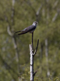 Gk<br> Cuckoo<br> Cuculus canorus