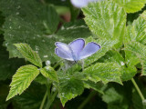 Klverblvinge <br>  Green-underside Blue <br> Glaucopsyche alexis