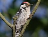 Mindre hackspett <br> Dendrocopos minor <br>  Lesser Spotted Woodpecker