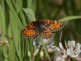 Skogsntfjril<br> Heath Fritillary <br>Melitaea athalia