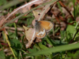 Prlgrsfjril <br>  Pearly Heath <br> Coenonympha arcania