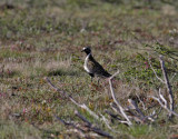 Ljungpipare <br> Pluvialis apricaria <br> European Golden Plover