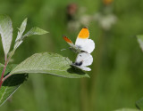 Aurorafjril <br> Orange Tip <br> Anthocharis cardamines