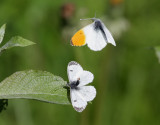 Aurorafjril <br> Orange Tip <br> Anthocharis cardamines