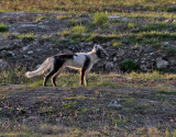 Fjllrv <br> Arctic Fox <br> Alopex lagopus