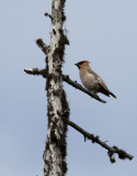 Sidensvans <br> Bombycilla garrulus <br> Bohemian Waxwing