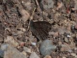 Berggrsfjril <br> Northern Wall Brown <br> Lasiommata petropolitana