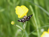 Vitflckigt ngsmott <br>  White-spotted Sable Moth <br> Anania funebris