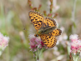 Prydlig prlemorfjril <br> Pearl-bordered Fritillary <br>  Boloria euphrosyne 