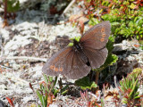Disas grsfjril <br> Arctic Ringlet <br> Erebia disa