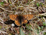 Frejas prlemorfjril <br> Freija Fritillary <br> Boloria freija