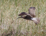 Smspov <br> Whimbrel <br> Numenius phaeopus