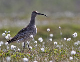 Smspov <br> Whimbrel <br> Numenius phaeopus