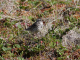 ngspiplrka <br> Meadow Pipit <br> Anthus pratensis