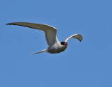 Silvertrna <br> Arctic Tern <br> Sterna paradisaea	