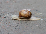 Vinbergssncka <br> Burgundy Snail <br> Helix pomatia