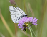 Hagtornsfjril <br> Black Veined White <br>Aporia crataegi