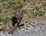 Gulsparv <br> Yellowhammer<br> Emberiza citrinella