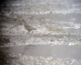 Northern Bobwhite<br>  Colinus virginianus