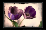 2011 - Two-lips