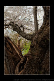 2011 - Toronto High Park - Cheery Blossom