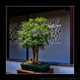 2011 - Vancouver - Dr. Sun Yat-Sen Classical Chinese Garden