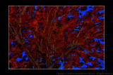 2011 - Maple Tree Infrared