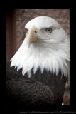 2008 - Portrait of a Bald Eagle