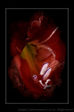 Red Gladiolus