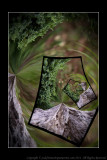 2011 - Deep Forest