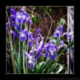 2012 - Canada Blooms, Toronto