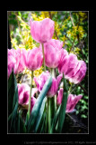 2012 - Canada Blooms, Toronto