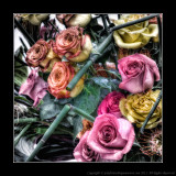 2012 - Canada Blooms, Toronto