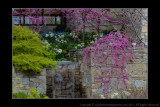 2012 - Eastern Redbud, Edwards Garden - Toronto, Ontario - Canada