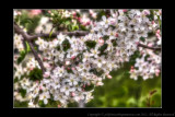 2012 - Crabapple Blossoms, Edwards Garden - Toronto, Ontario - Canada