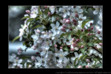 2012 - Toronto Edwards Garden