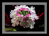 2012 - Verbena - Lanai Twister Pink