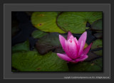 2012 - Water Lily - The Arthur Meighen Gardens - Stratford, Ontario - Canada