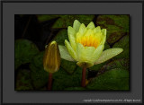 2012 - Water Lily - The Arthur Meighen Gardens - Stratford, Ontario - Canada