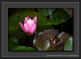 2012 - Water Lily - The Arthur Meighen Gardens - Stratford, Ontario - Canada