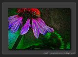 2012 - Cone Flower