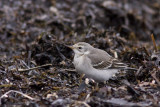 Citrine Wagtail - Citronrla