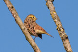 Yellowhammer - Gulsparv