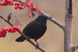 Common Blackbird - Koltrast