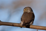 Eurasian Pygmy Owl - Sparvuggla