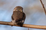 Eurasian Pygmy Owl - Sparvuggla