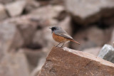 Black Redstart - Svart rdstjrt (stlig)