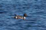 Northern Pintail - Stjrtand
