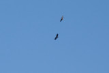 Lesse Spotted Eagle - Mindre skrikrn